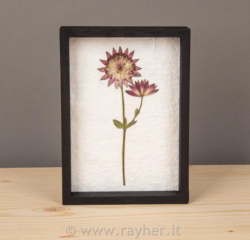 POSUŠENI CVETOVI V OKVIRJU