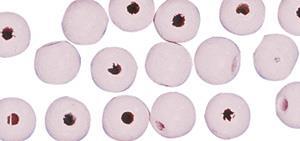 Perle lesene, pološčene, 8mm o, sv.pink, 82 kosov