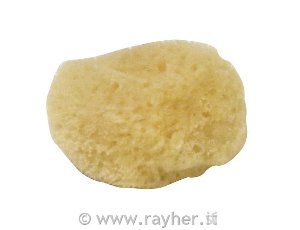 Gobica, 3,5-5 cm, 5 kosov