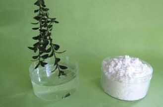 Neve aderente decobus.blis. 50g