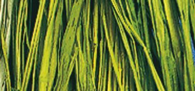 Rafia naturalematassa 25 gverde maggio