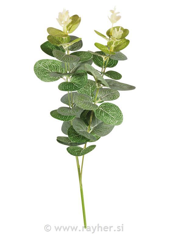 Evkaliptus, vejica, 34cm