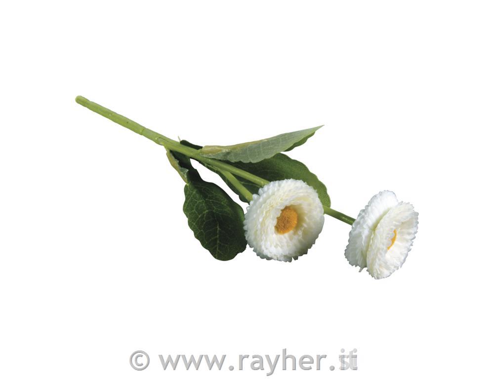 Marjetica, bela, 23cm, dva cvetova