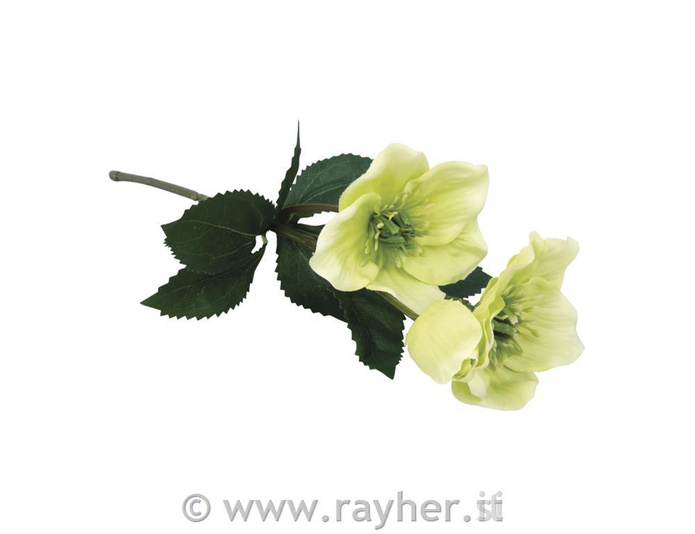 Eucalyptus branch, 34cm