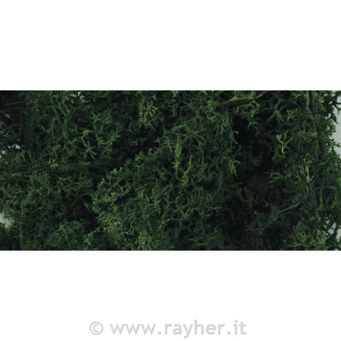 Muschio islandesebusta 30 gverde scuro