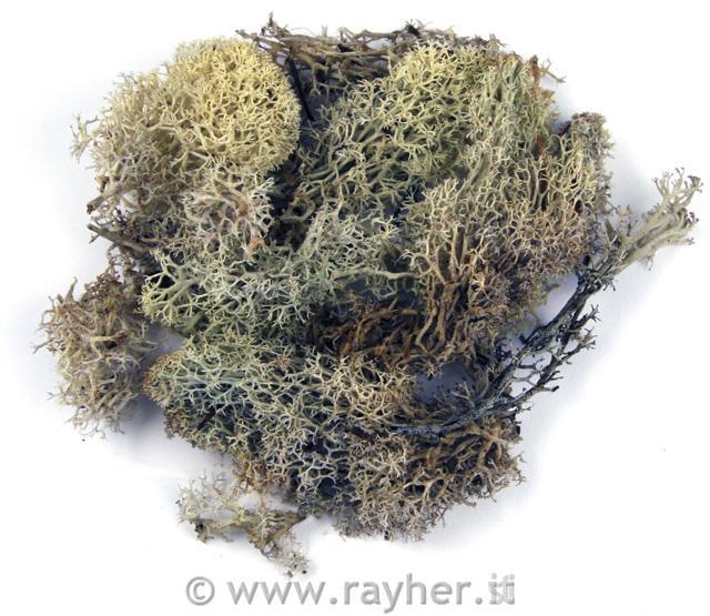 Muschio islandesebusta 30 gnaturale