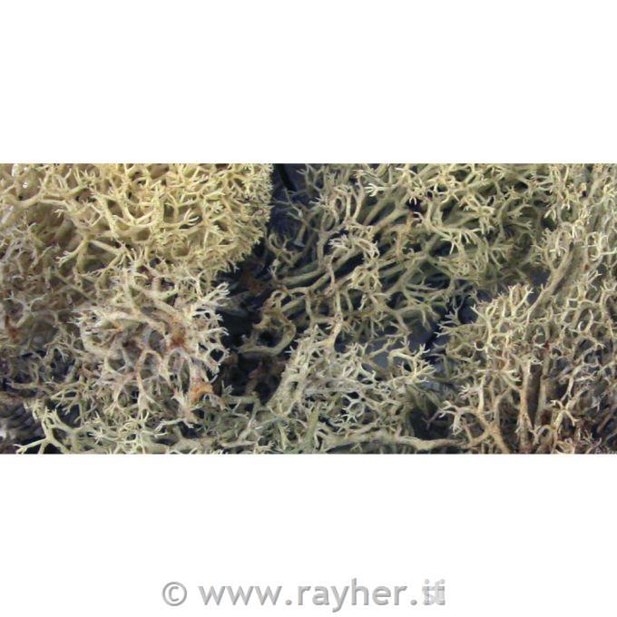 Muschio islandesebusta 30 gnaturale