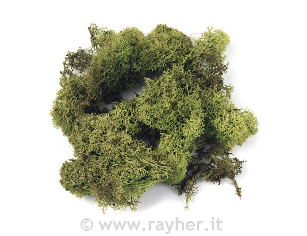 Muschio islandesebusta 100 gnaturale