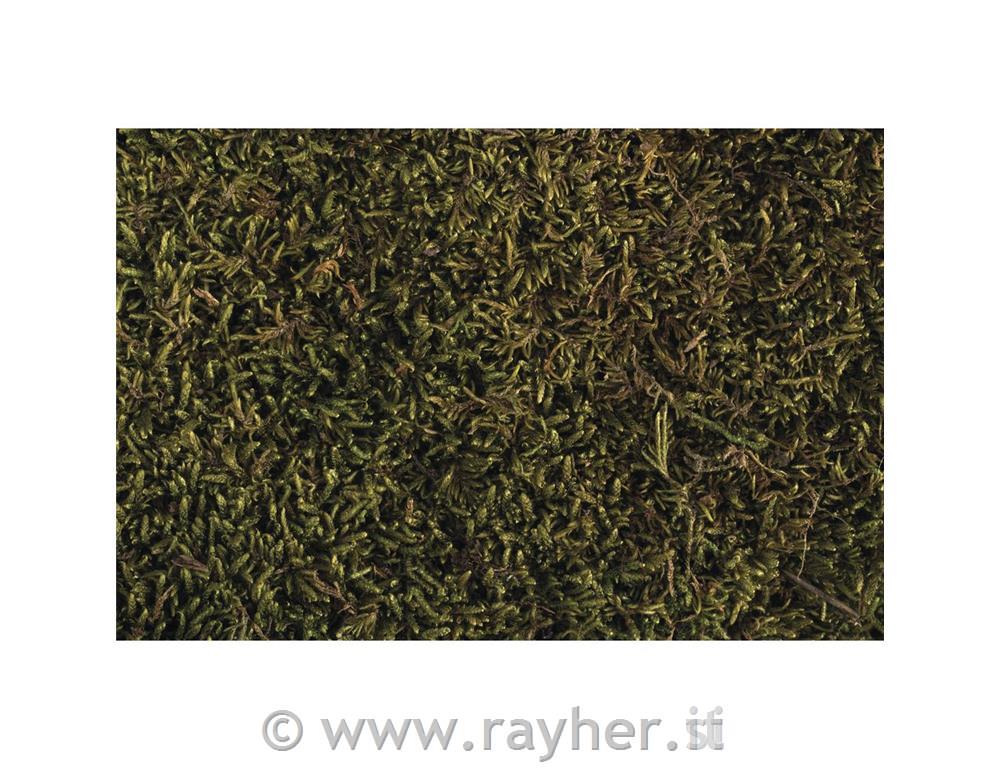 Moss, dried, tab-bag 100 g