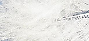 Perje dekorativno, belo, 8 cm, 10 kom.