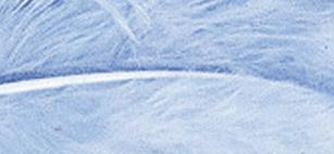 Perje puhasto, svetlo modro, 10-15 cm, 15 kom.