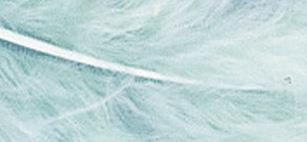 Perje puhasto, svetlo zeleno, 10-15 cm, 15 kom.