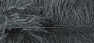 Perje puhasto, sivo, 10-15 cm, 15 kom.