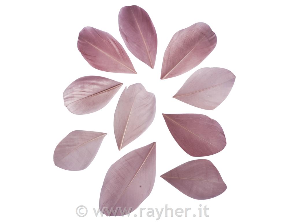 Perje, rezano, pink, 5-6cm, 36 kos