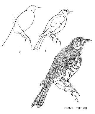 Libro Drawing Birds