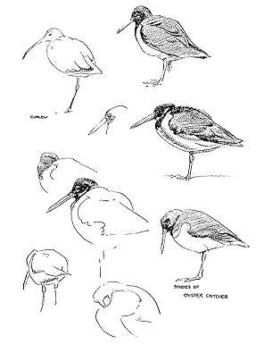 Libro Drawing Birds