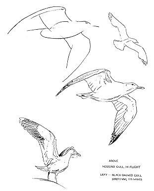 Libro Drawing Birds