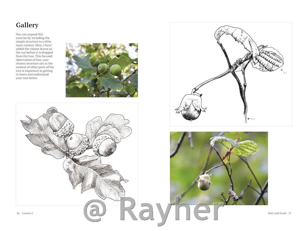 Libro How to Draw a Tree: From the Fruit to the Forest