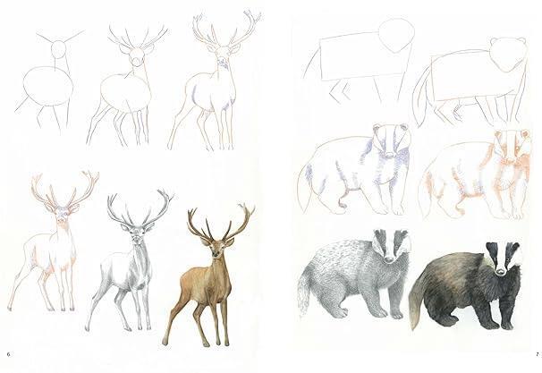 Libro How to Draw: Woodland Animals