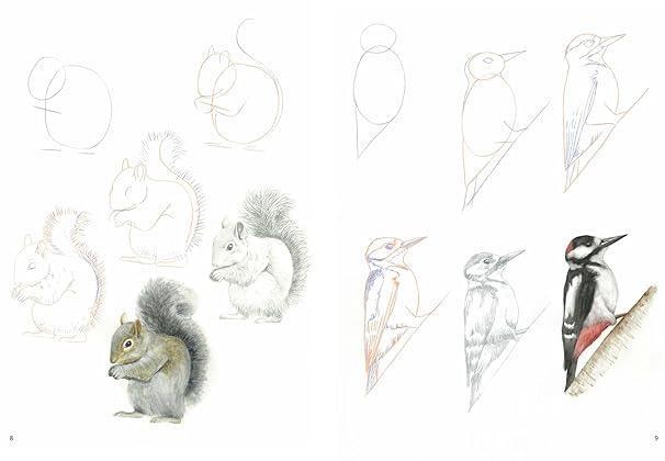 Libro How to Draw: Woodland Animals