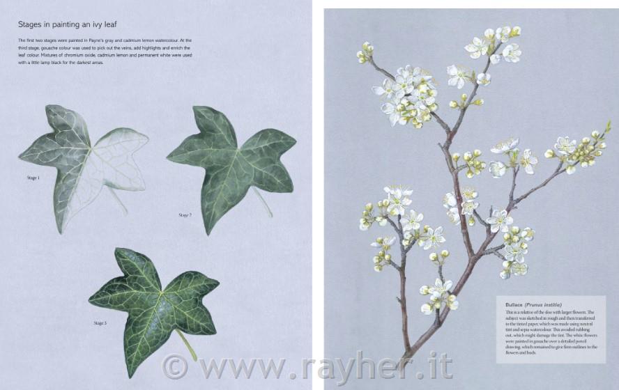 Knjiga The Kew Book of Botanical Illustration