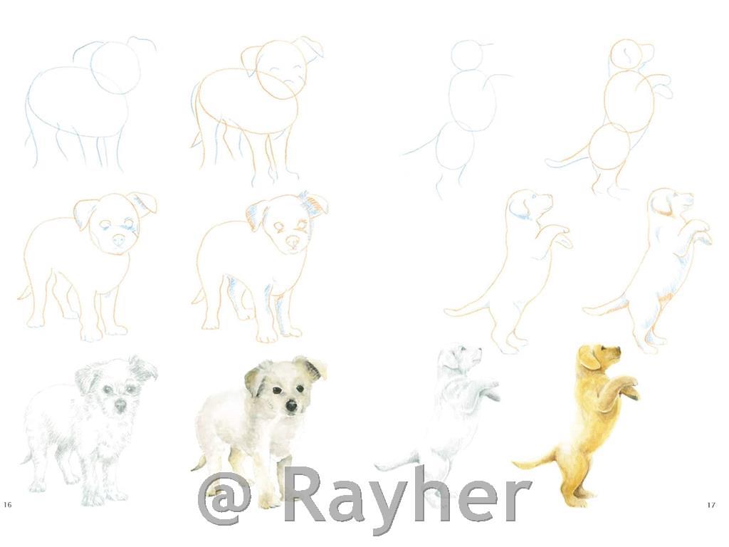 Libro How to Draw: Puppies