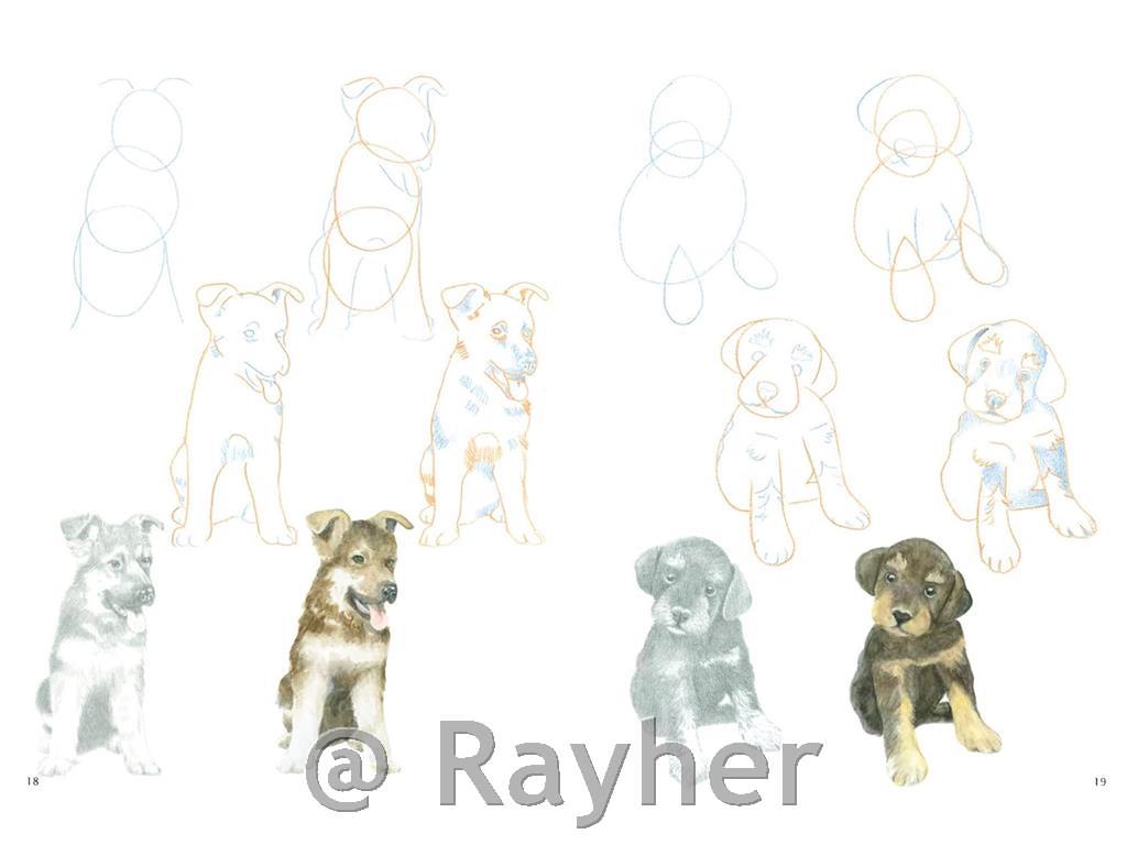 Libro How to Draw: Puppies