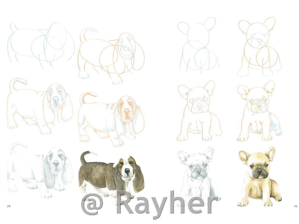 Libro How to Draw: Puppies