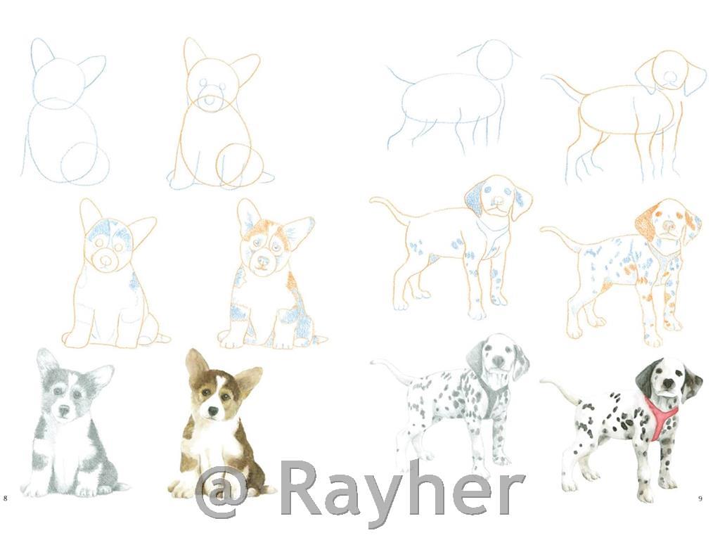 Libro How to Draw: Puppies