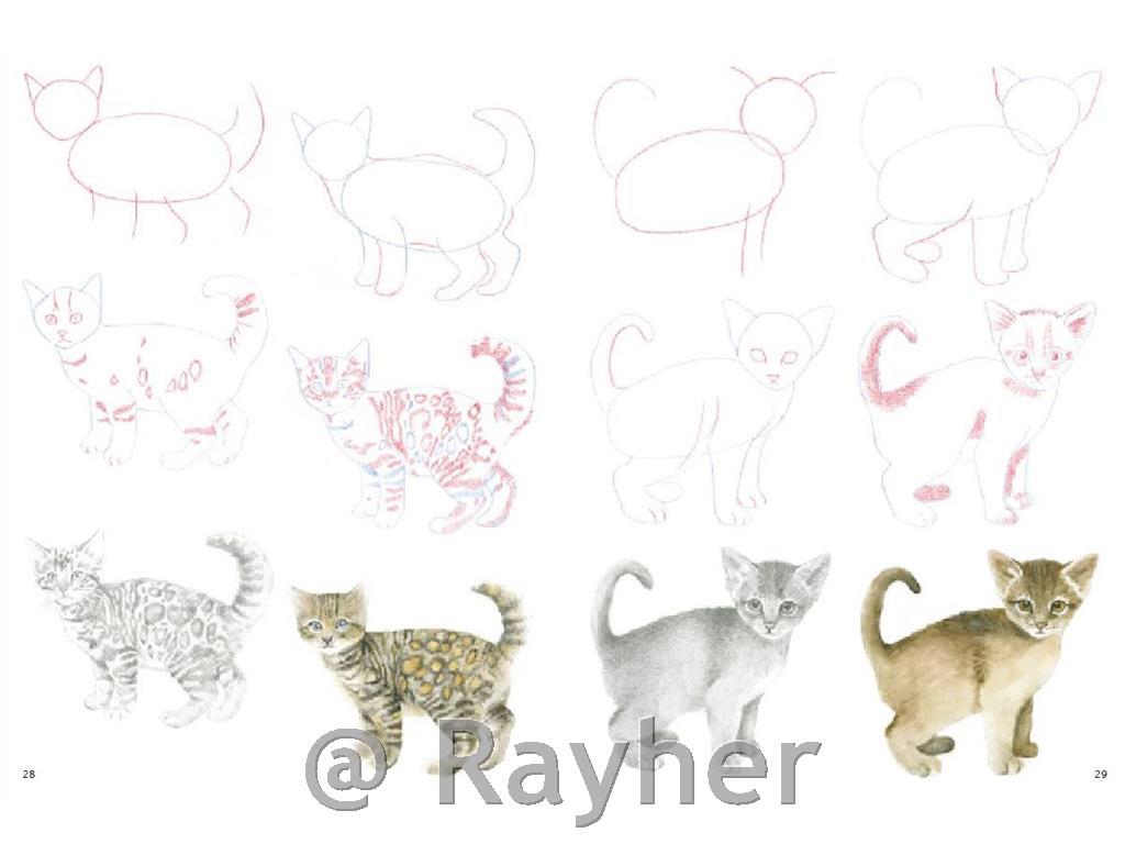 Libro How to Draw: Kittens