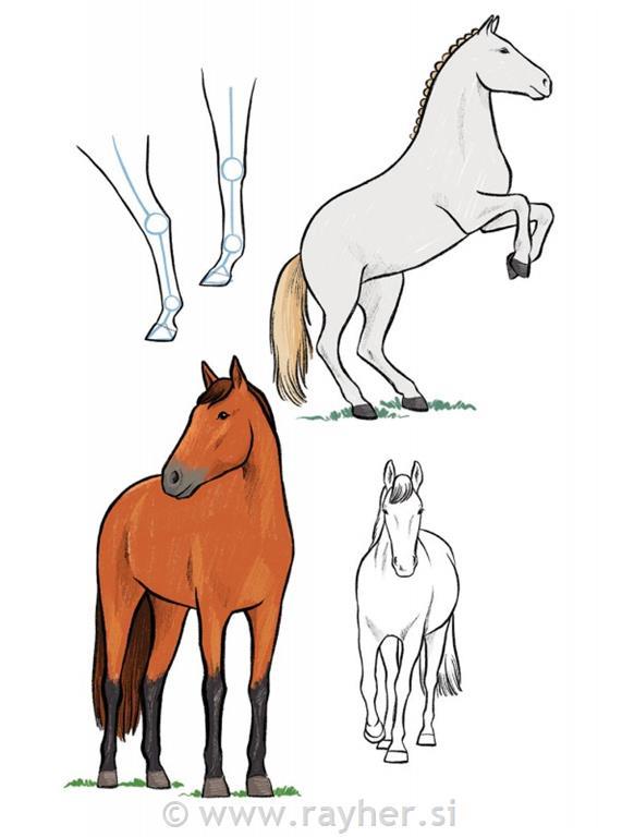 Knjiga Horses and Ponies