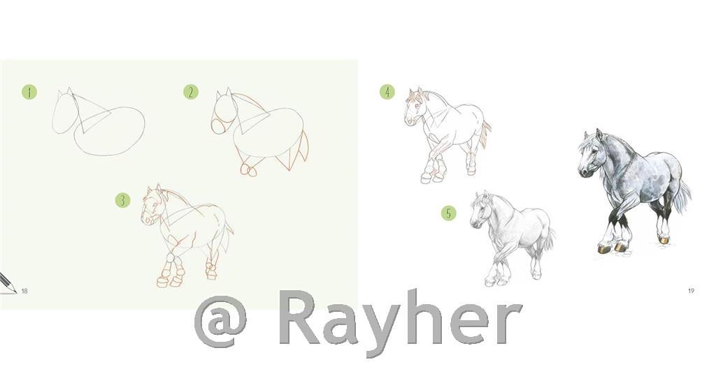 Libro Draw 30: Animals