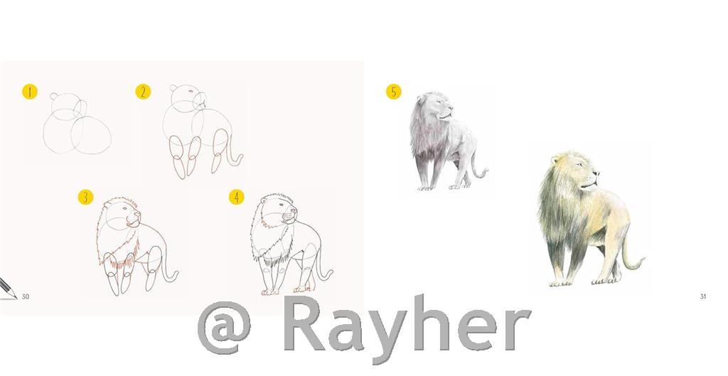 Libro Draw 30: Animals