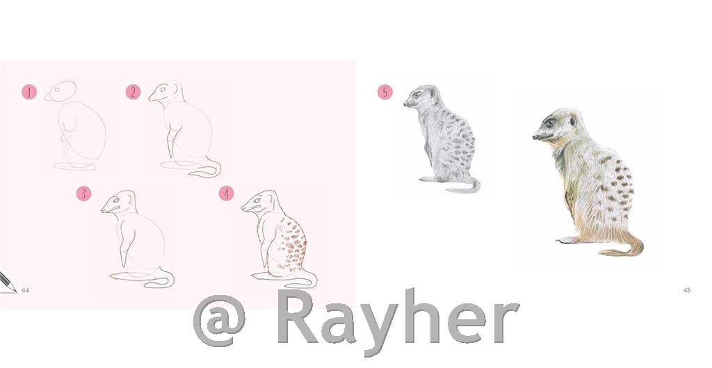 Libro Draw 30: Animals