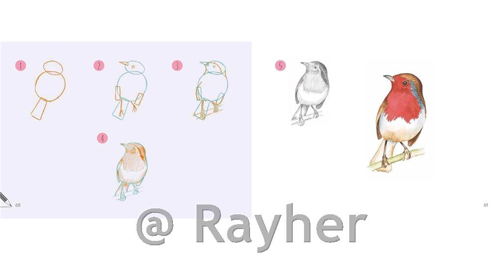 Libro Draw 30: Animals