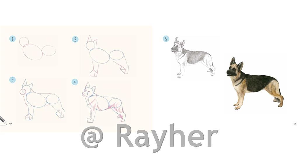 Libro Draw 30: Dogs