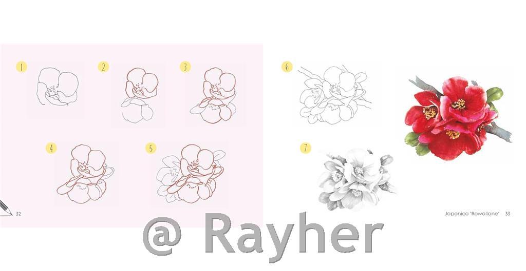 Libro Draw 30: Flowers