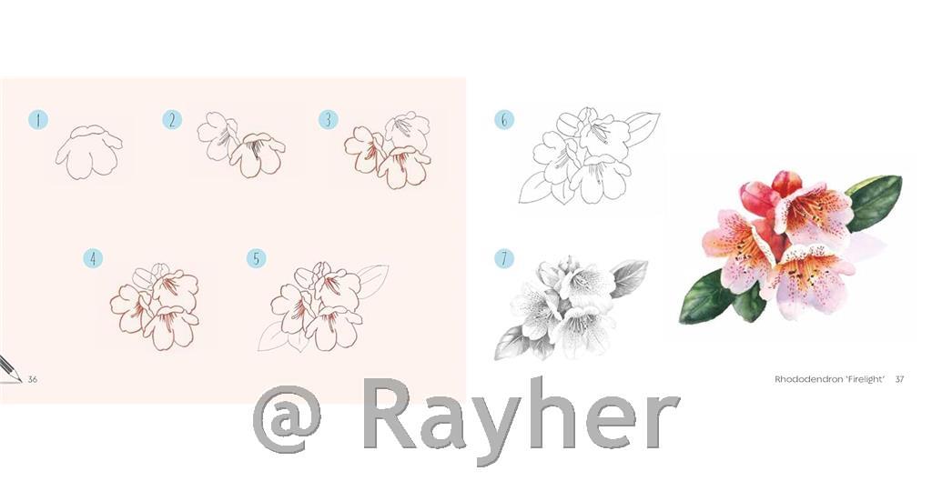 Libro Draw 30: Flowers