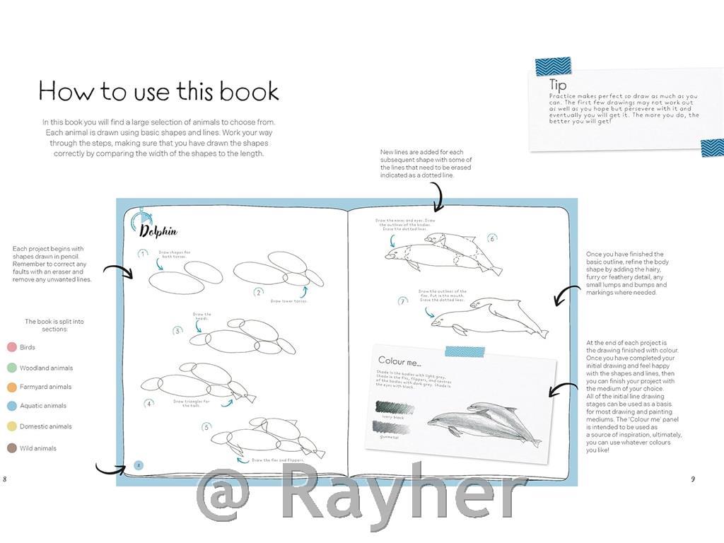 Libro Draw in 10 Minutes: Animals