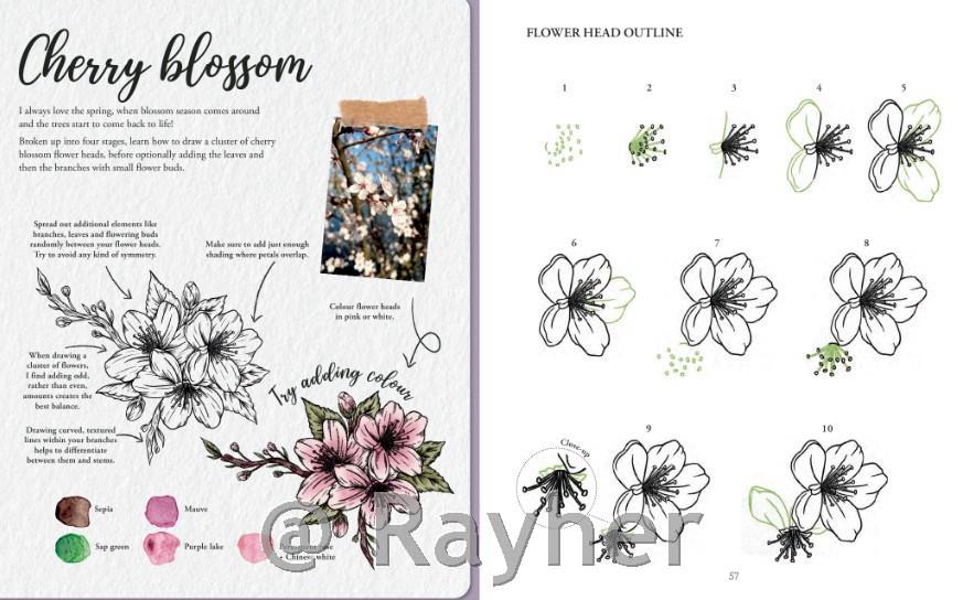 Libro Book of Drawing Flora and Fauna