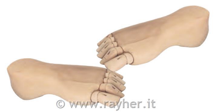 Model noge, ženska 21 cm, leva