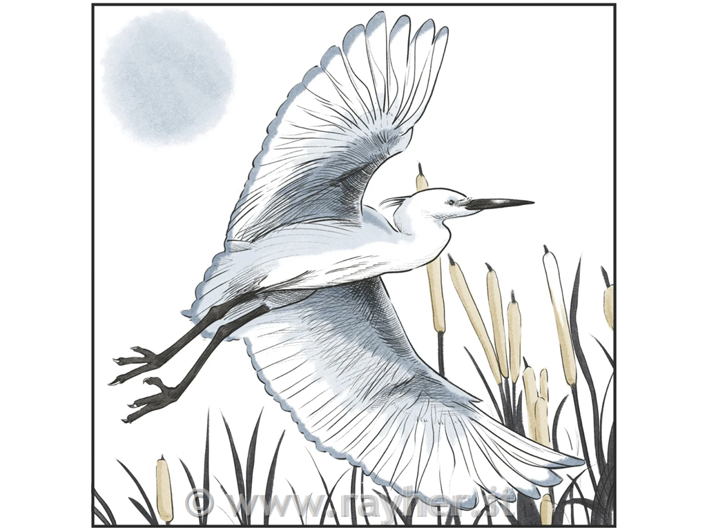 Spectrum Noir-Classique 6pc-Tone & Shade