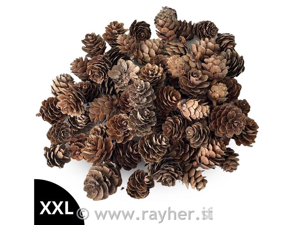 Pigne, confezione grande, 100 g