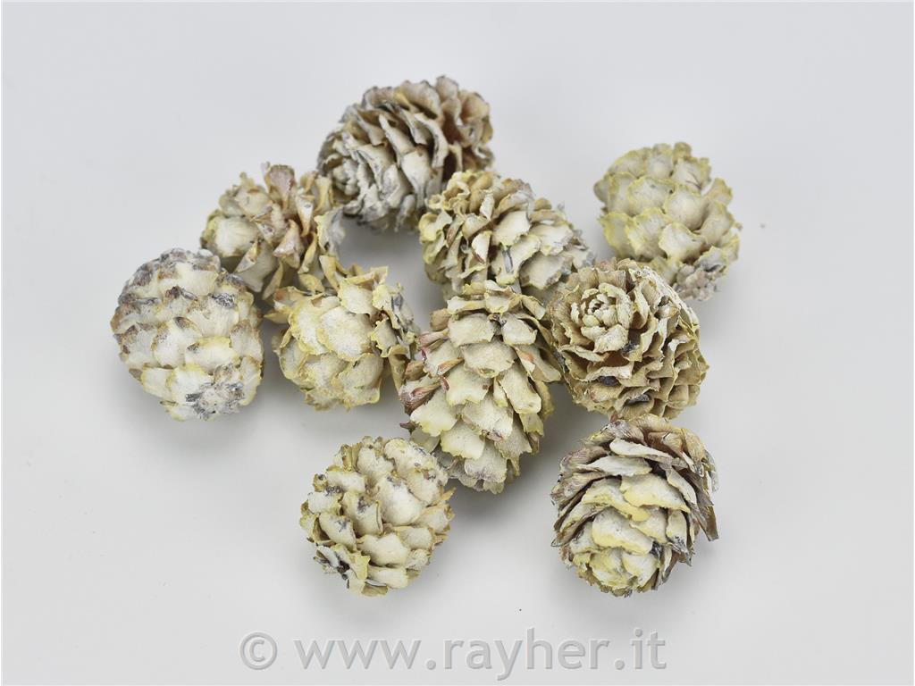 Zasneženi stroži macesna, set 10