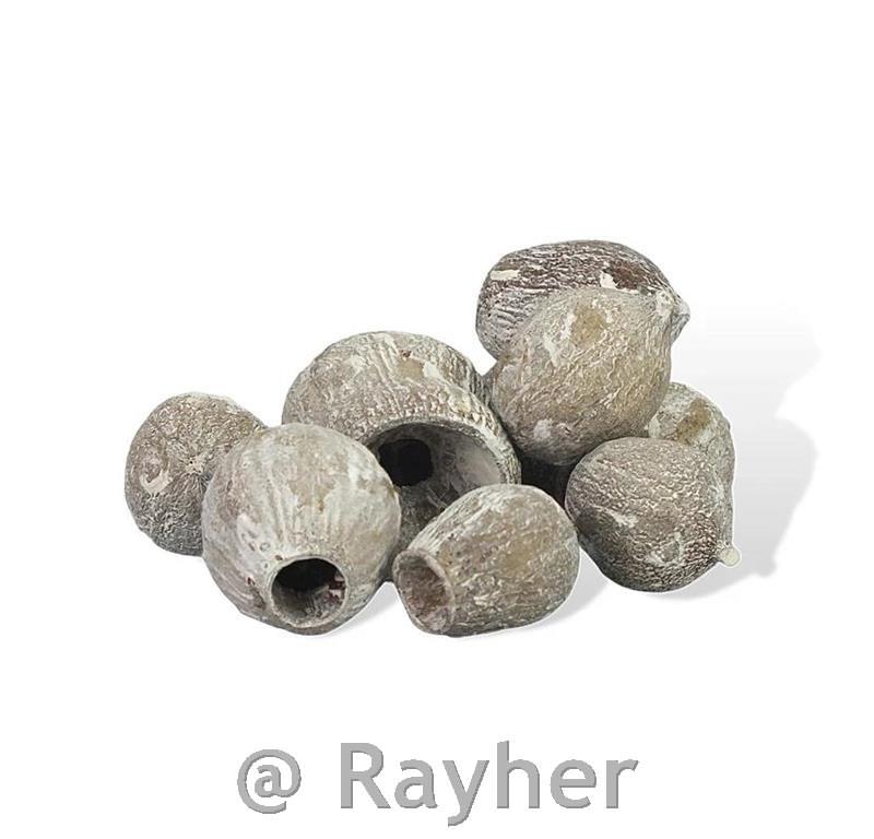 Frutti di eucalipto, 1–5 cm