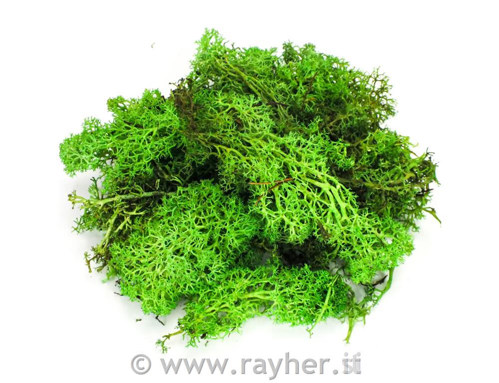 Muschio, 35g, verde chiaro