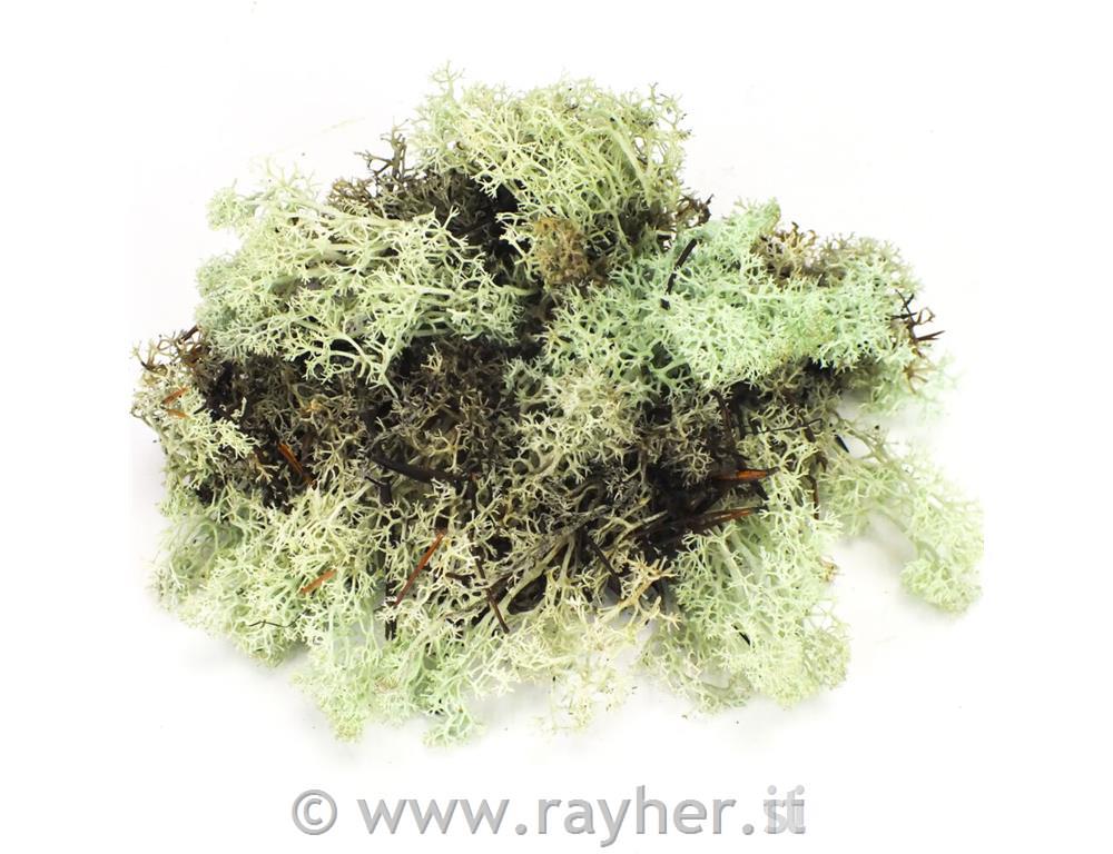 Muschio, 35g, verde menta