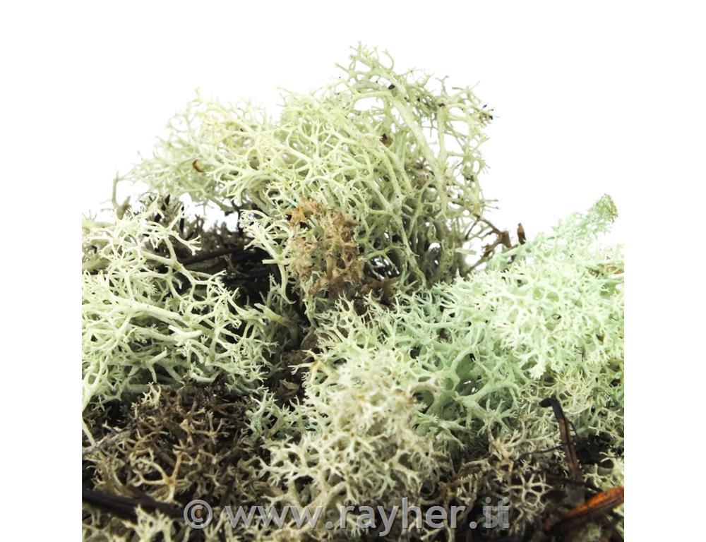 Muschio, 35g, verde menta