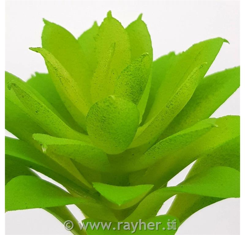 Dekorativno zelenje, netresk