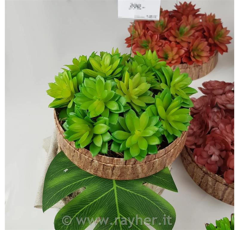 Dekorativno zelenje, netresk